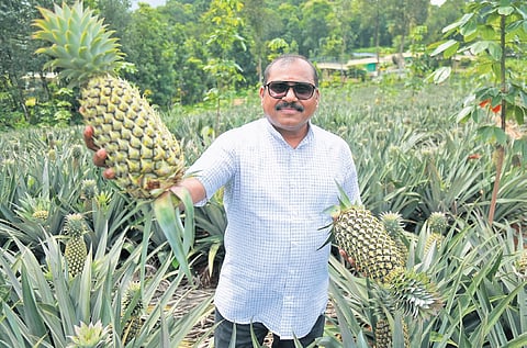 Srinivasa Rao Thota visits local pineapple farm,Vazhkkulam to purchase the fruit in bulk quantities directly from the farmer and transport them to outside states