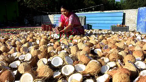 A woman sundries coconut shells for coconut oil.