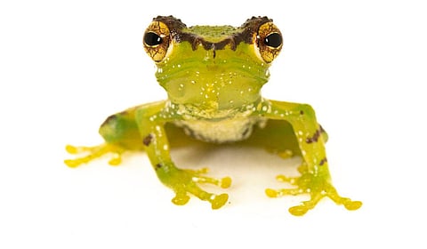 Gracixalus patkaiensis (Pataki green tree frog).