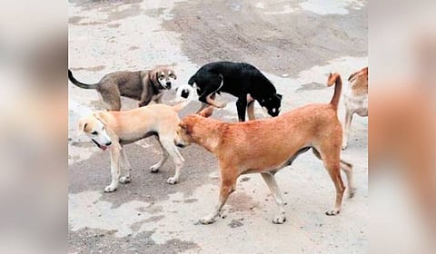 Inefficiency of the local self-government institutions (LSGI) in utilising funds for implementing projects for stray dog management is cited as one of the main reasons for the rise in the attacks.