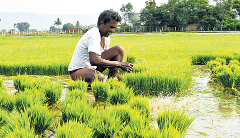 Kharif crop acreage increases in Andhra