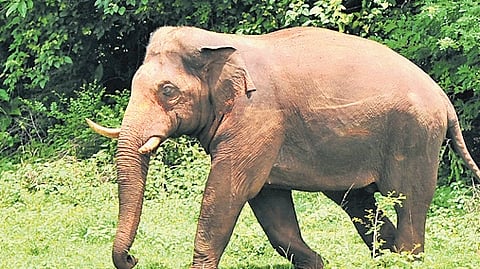 Wild tusker that caused heavy damage in the Arangottukulambu, Kottekkad, and Venoli areas in Malampuzha.