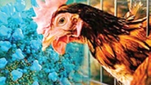 A fresh outbreak of bird flu has been confirmed in Puri district, prompting emergency containment measures and mass culling of poultry to prevent spread of the infection.
