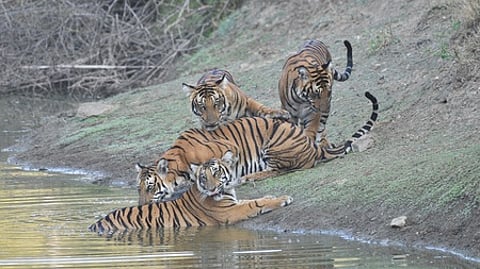 Three tigers in a playful mood at Nagarhole National Park and Tiger Reserve