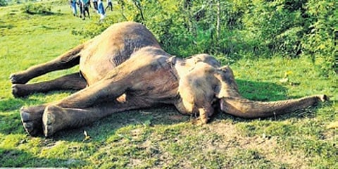 Carcass of the elephant