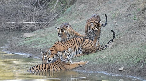 The Samiti claimed that no public meeting has been held with the residents of Satkosia Wildlife Sanctuary by the Forest department for introduction of tigers in the landscape.