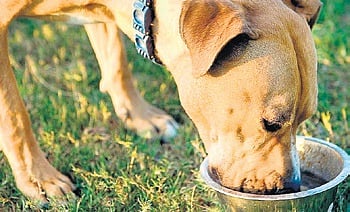 As per the BBMP’s meal plan, each dog would be fed 367.5gm of chicken rice, so the streeties get around 750 calories.