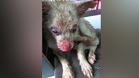 Two days later, the pet owner lodged a complaint. “We have registered a case and begun an investigation,” he added.