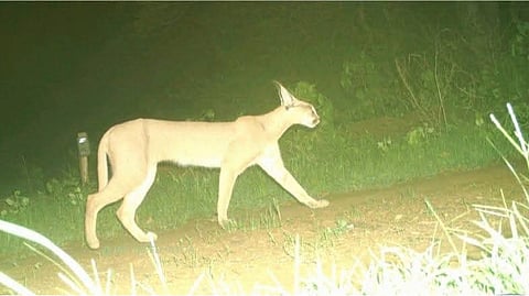 Caracal, the elusive and critically endangered “flying cat”