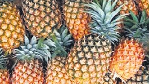 The food factory will purchase crops such as jackfruit, tapioca, pineapple, bananas, and a variety of other fruits and vegetables directly from farmers at fair prices.