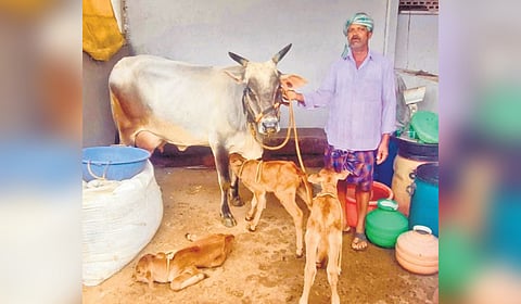 Last year, veterinary doctor H P Savanur had performed artificial insemination. Of the three calves, two are male and one female.