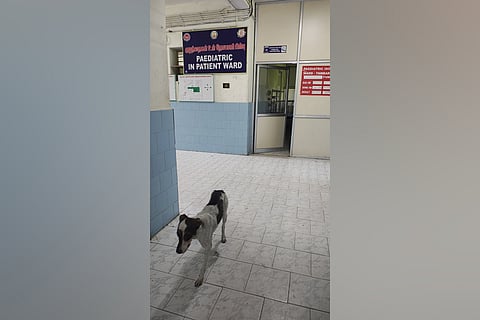 Parents can be seen clutching their sick children tighter as stray dogs wander unchecked on the premises.