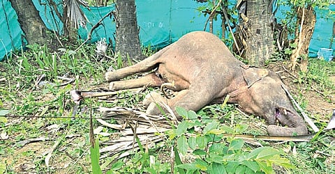 Carcass of the female elephant calf found in Naktideul range’s Sarapali beat
