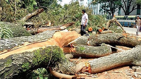 Tree felling.