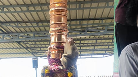 There have been a few incidents when dominant male bonnet macaques attacked children and snatched their food when they were climbing the steps.