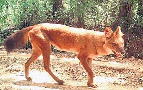 One of the wild dogs spotted in Debrigarh