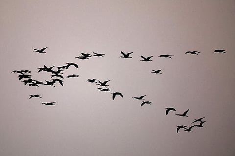 The sub-Antarctic islands and the High Andes, as well as several regions in Australia, Aotearoa New Zealand and southern Africa, stand out as global hotspots of endemism.