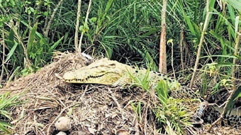 A saltwater crocodile guarding its nest