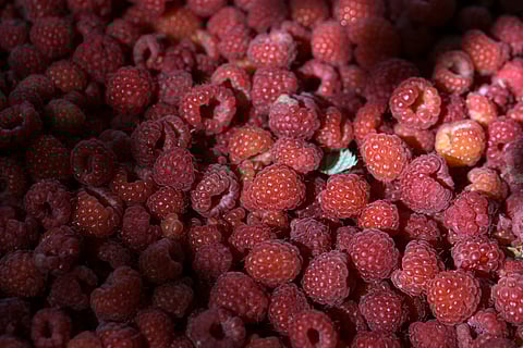Serbia's "red gold" is one of the country's most important export products and is among the many crops stricken by the drier, hotter climate.