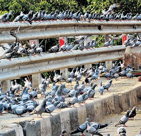 Don’t blame the pigeons for Aspergillosis