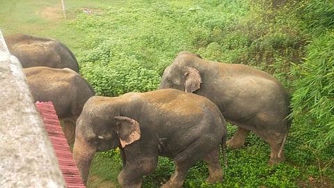 The movement of wild elephants from adjoining Chhattisgarh has become a growing concern for authorities in Shahdol district of north-eastern Madhya Pradesh.