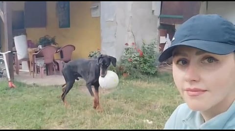 Pattu, a male Doberman, was adopted by Pavlina Buskova