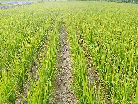 The temperature in Thanjavur has been breaching the 100 degree Fahrenheit mark for several days over the past two weeks.