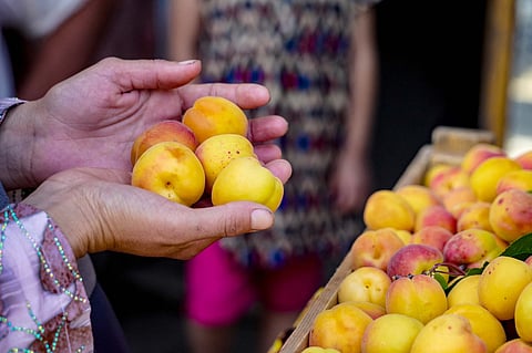 A woman sells apricots at a market in the city of Isfara in northern Tajikistan on May 24, 2025.