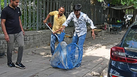 MCD members catching a stray dog in Delhi.