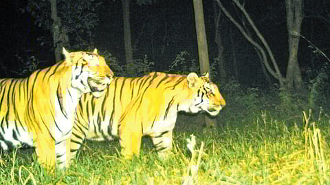 Tigers sighted during the monitoring exercise between December 2024 and May 2025
