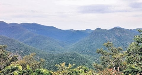 As a pilot project, 10 families residing around MM Hills have been selected, and given hybrid cattle breeds like Jersey and Holstein Friesian for dairy activities.