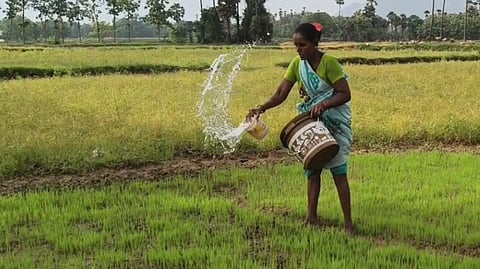 A woman farmer sprays water in the paddy field due to lack of rain in Vizinagaram district
