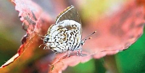 A shot of the rare monkey puzzle butterfly at Kawal Tiger Reserve