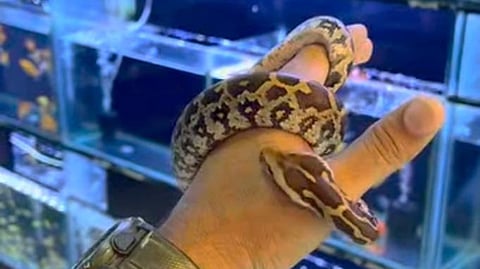 Instagram post stating the Indian Rock Python as 'Burmese Ball Python' exotic species.