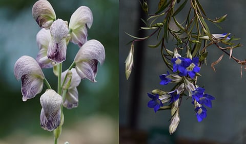 According to CCF Chaturvedi, this marks the first time a conservation program has been launched for plant species mirroring the efforts typically seen for wildlife.