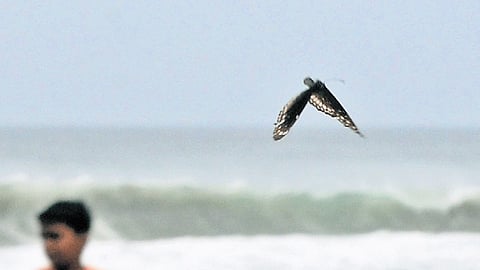 Triggered by the intense southwest monsoon rains lashing the Western Ghats, butterflies are migrating northeast, away from their saturated breeding grounds to the eastern plains.