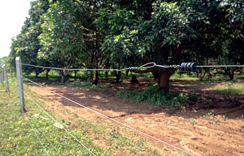 Power fences around a mango orchard in Coimbatore