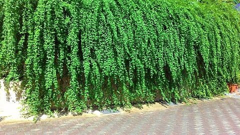 Curtain Creeper Chaos: The Unsung Hero of Green Fences