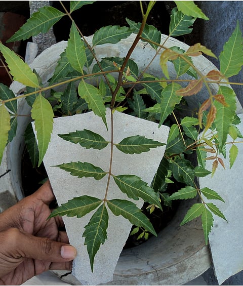 The Power of Neem: A Natural Nutritional Shield for Modern Health