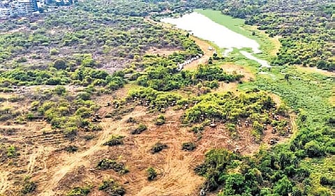 Multiple reports and visuals have emerged showing widespread tree felling and illegal clearing of forest cover, which led to widespread condemnation