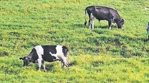 Khandre said no compensation will be given if farmers or their cattle are killed by wild animals inside the forests.