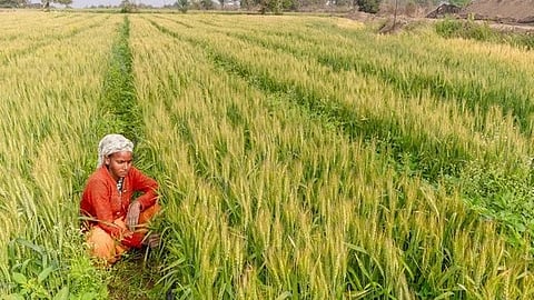 Assam sets new record in paddy procurement, 7 lakh MT of paddy procured