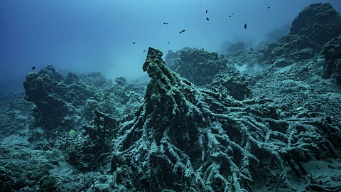 What remains of the "Tree of Life" on Sunday, July 20, 2025, is visible off the coast of Efate Island, Vanuatu, after being toppled by cyclones in 2023 and further damaged by an earthquake in 2024.