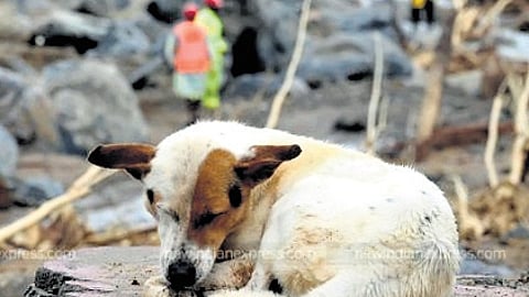 The pets rescued from the Mundakkai-Chooralmala disaster have been adopted in states like Uttar Pradesh, Rajasthan, and Himachal Pradesh.
