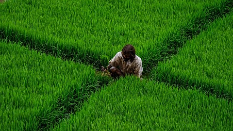 A farmer collecting paddy plants from a nursery for transplanting in a farmland on the outskirts of Bhubaneswar.