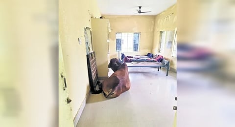 A cow resting in a room and the damaged ceiling of a hostel of Panchayat College.