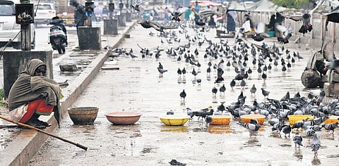 An elderly man wrapped in a damp shawl sits beside water bowls as pigeons flock around him on a rainy day at the Musallam Jung bridge