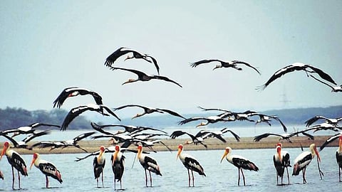 Pulicat Lake is the second-largest brackish water lagoon in India and a critical habitat for migratory birds.