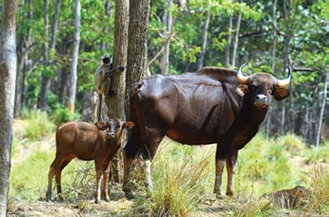 The proposal to designate Debrigarh as a tiger reserve was first initiated in 2018, along with the adjoining Dechuan and Sarraiadamak-Budharaja reserve forests.