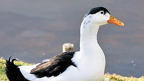 Go-getter from the grassroots